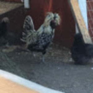 Meet your Posher, Katya